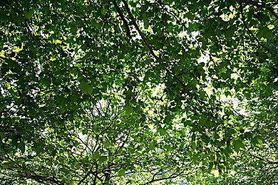 《Apex英雄》Steam风评差到极点 已是差评如潮