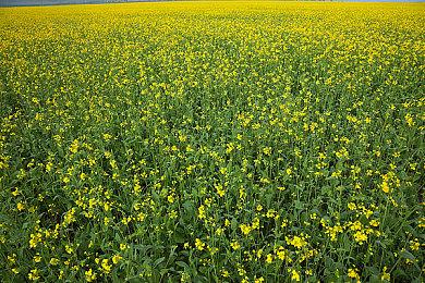 《怪物猎人 Now》累计下载量突破1500万 官方送限定礼物